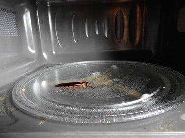 how to get rid of cockroaches in the microwave