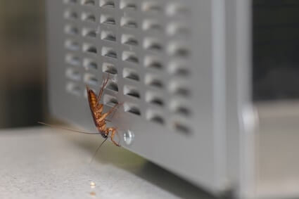 how to remove cockroaches from microwave door
