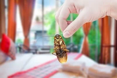 what attract roaches to your bedroom?