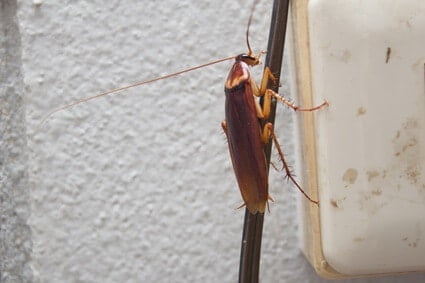 are roaches attracted to electrical outlets?