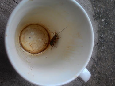 are there roaches in coffee?