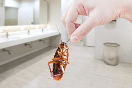 can i flush a dead cockroach down the toilet?
