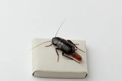 cockroach giving birth while dying