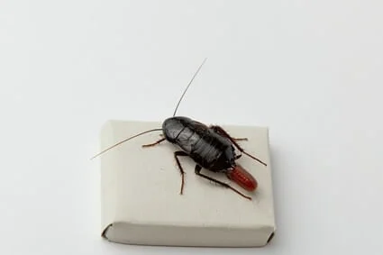 cucaracha dando a luz mientras muere