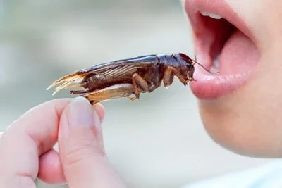 do roaches go in your mouth?