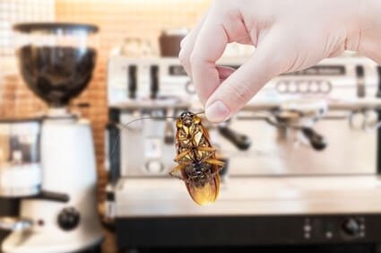 does whole bean coffee have cockroaches?
