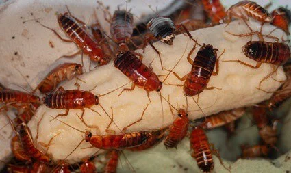 how often do cockroaches lay eggs?
