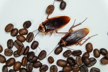 how to clean roaches out of coffee makers