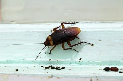 cómo saber si una cucaracha está pariendo