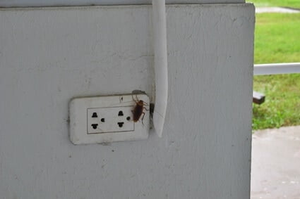 why do roaches go in electrical outlets?
