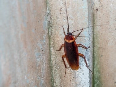 can a cockroach survive a fall?