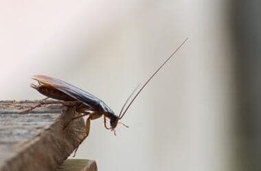 can cockroaches die from falling?