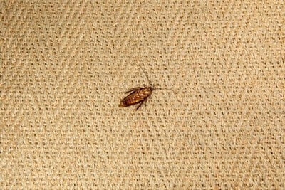 can roaches live under carpet?