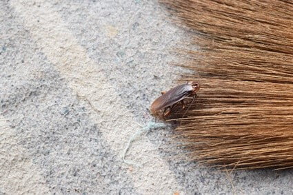 cockroaches hiding in carpet