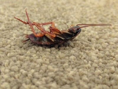 do cockroaches lay eggs in carpet?