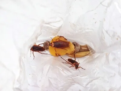do cockroaches suffocate?