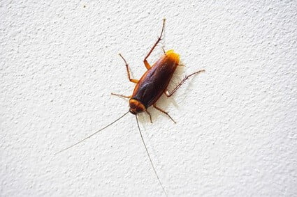 do cockroaches take fall damage?