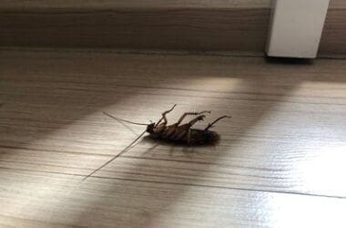 why do cockroaches die in my house?