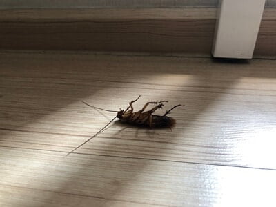 why do cockroaches die in my house?