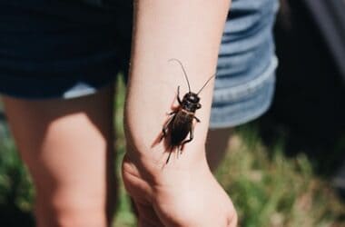 what happens when a cockroach bites a human?