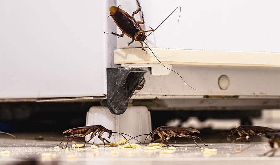 Cockroaches in the kitchen